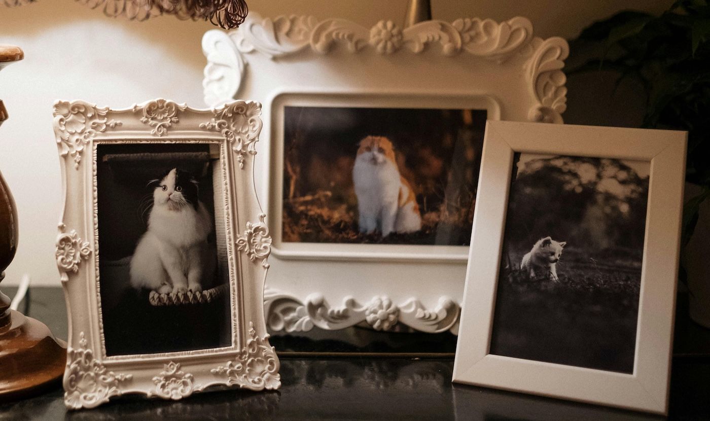 Photo Prints & Posters image