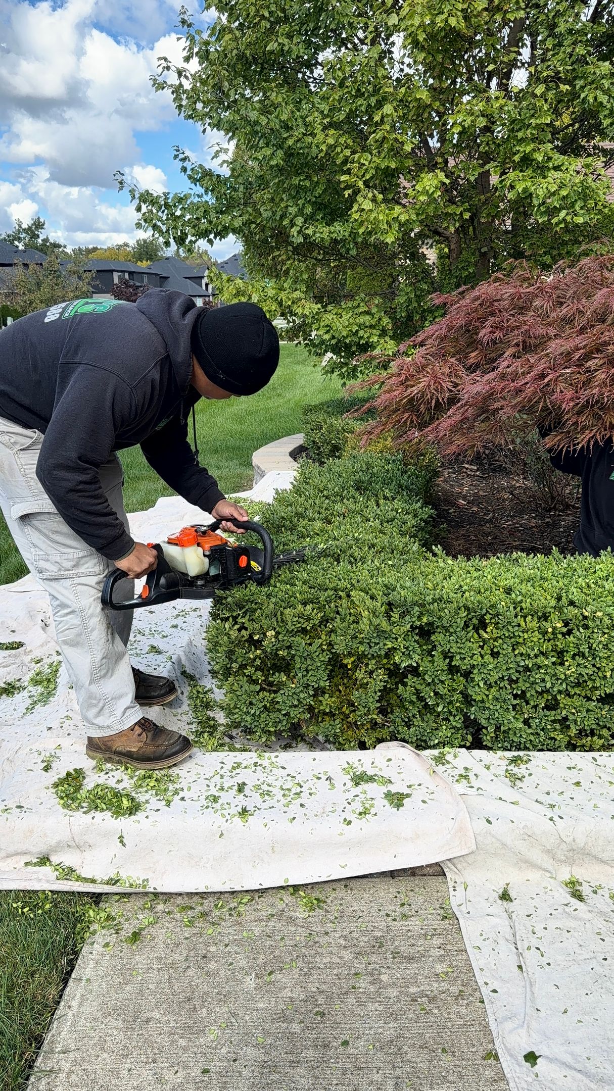 Person trimming a hedge with orange garden shears beside a sidewalk and shrubs.