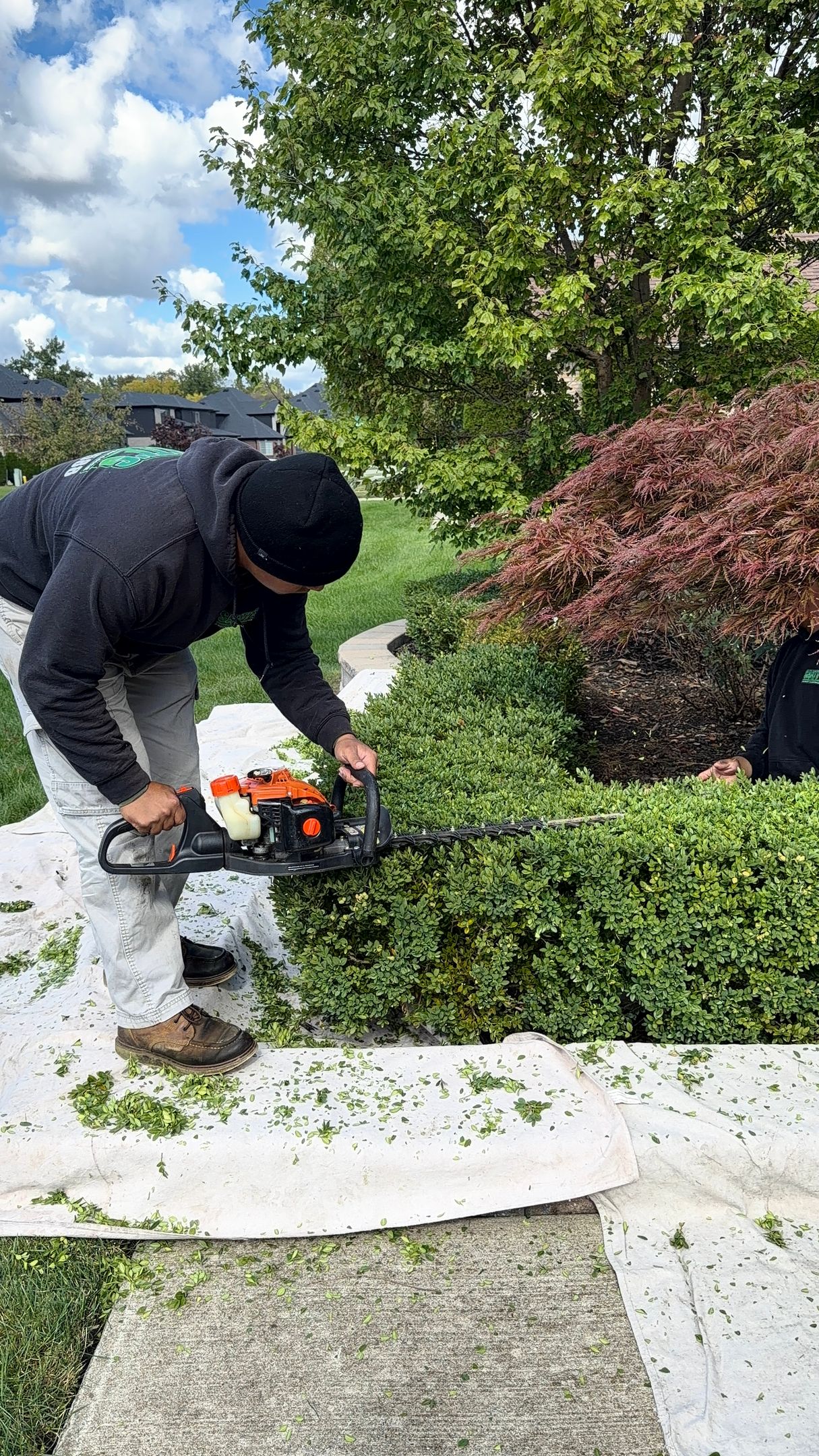 Person trimming a hedge with an orange chainsaw in a garden, beside a stone path and shrubs.