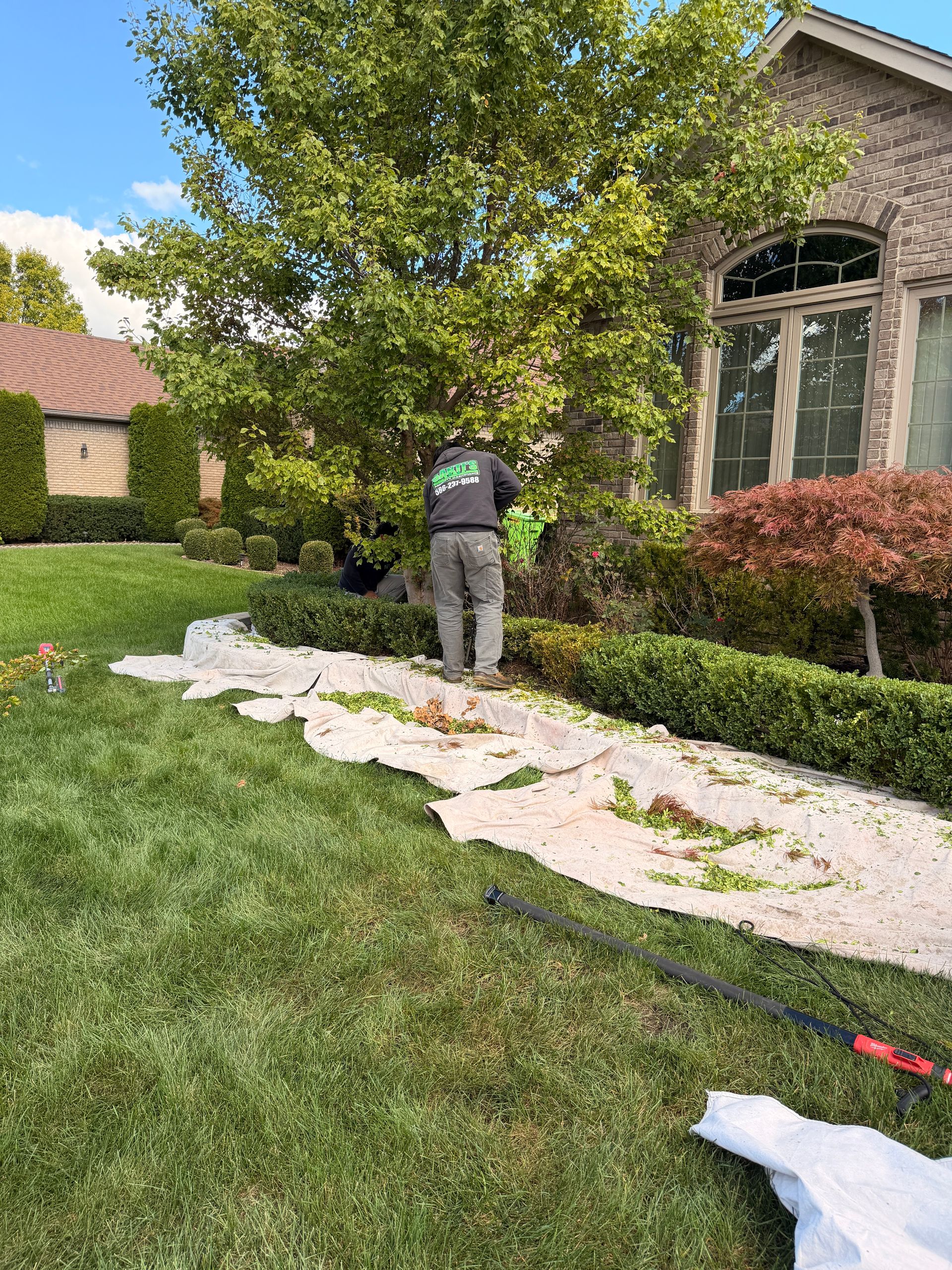Worker spreading white material on a lawn beside a house and tree