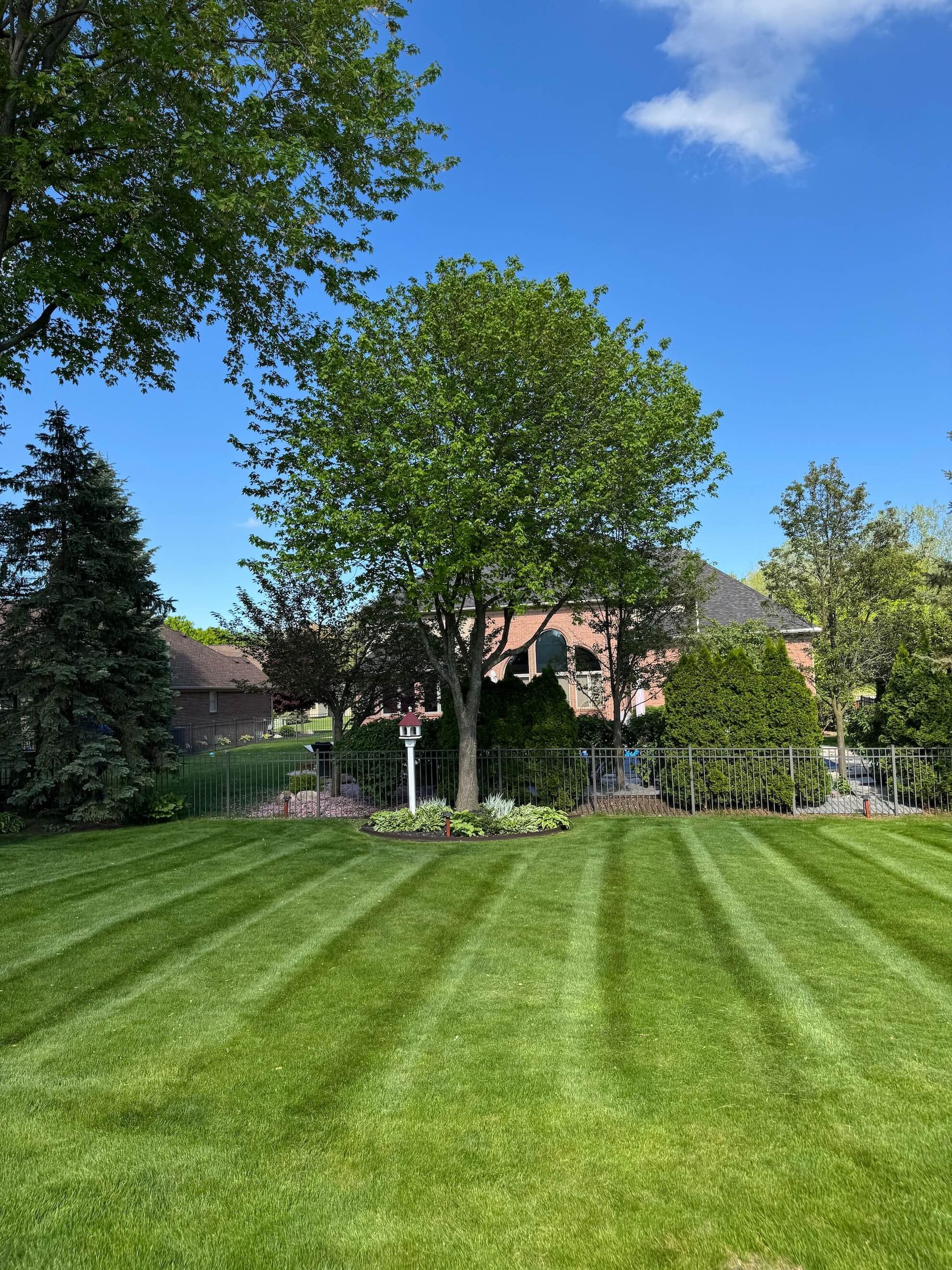 Lawn mowed with stripes, tree in center, sunny day. Homes and trees in background.
