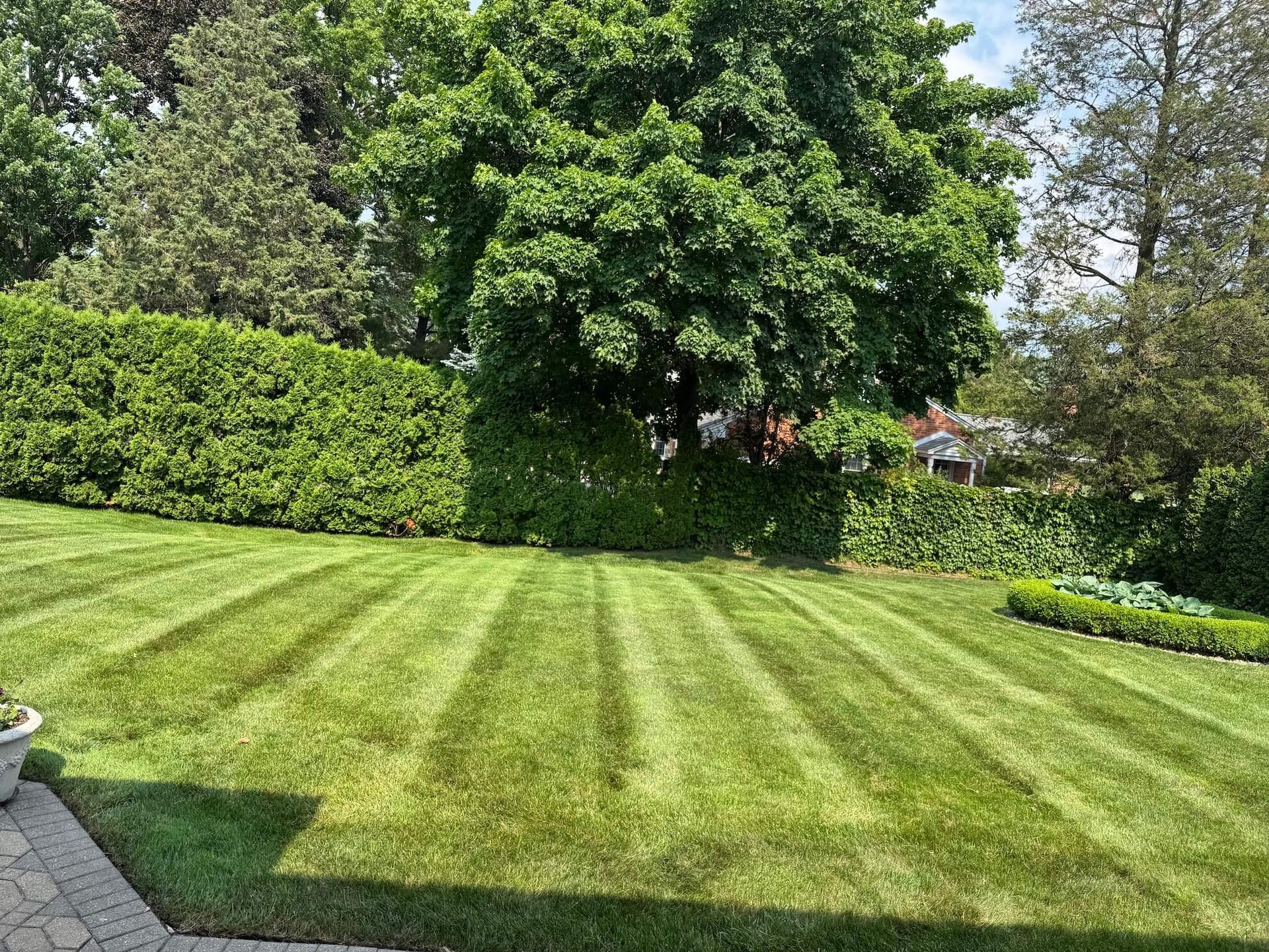 Lawn with neatly cut stripes, surrounded by hedges and trees. Sunny day.