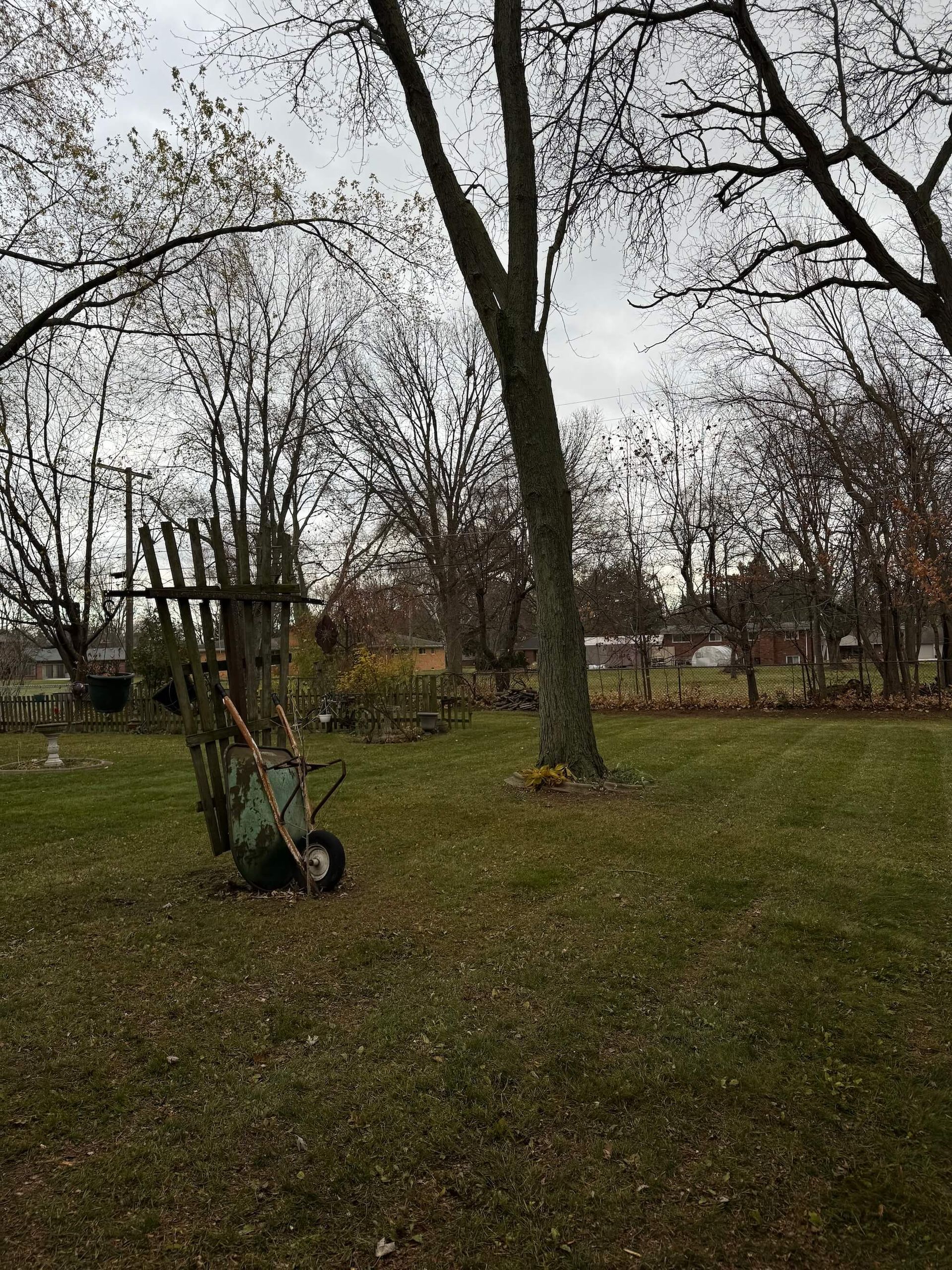 Wheelbarrow with rakes near a tree in a yard with sparse trees and cloudy sky.