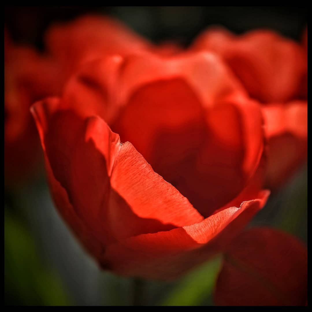 Macrofotografie