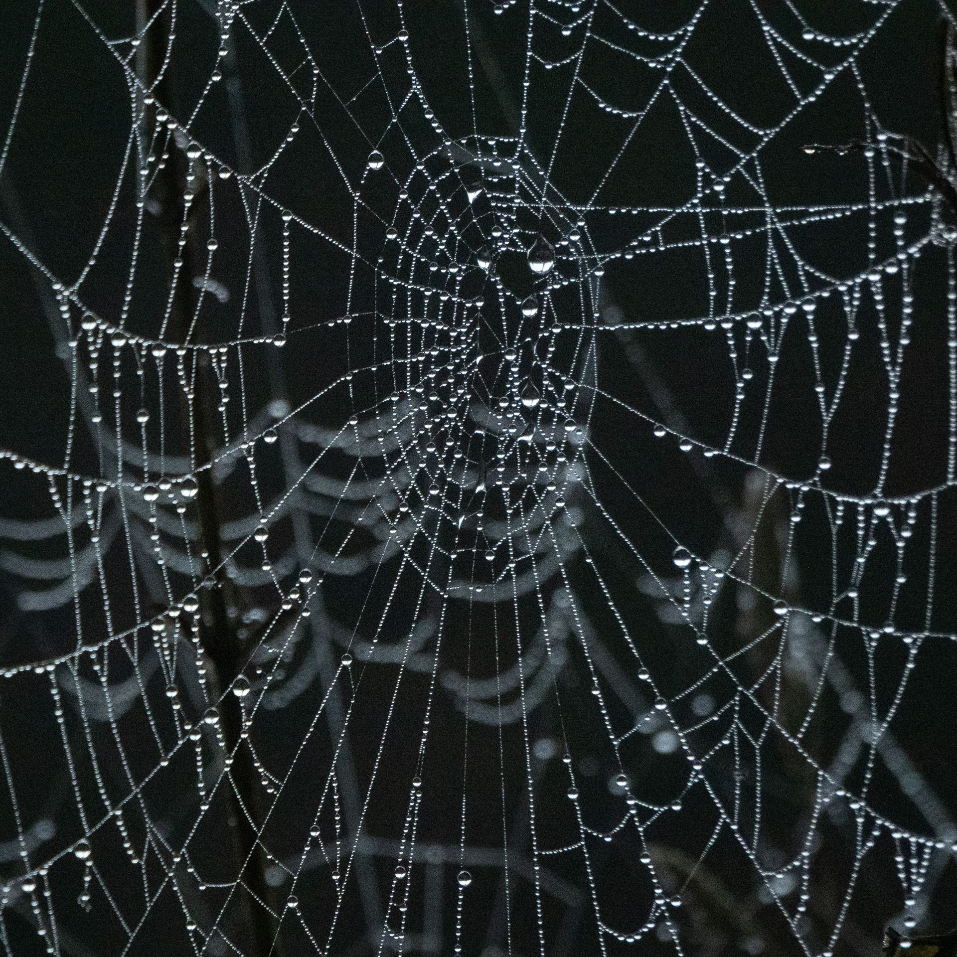 Sony RX10 IV natuurfotografie