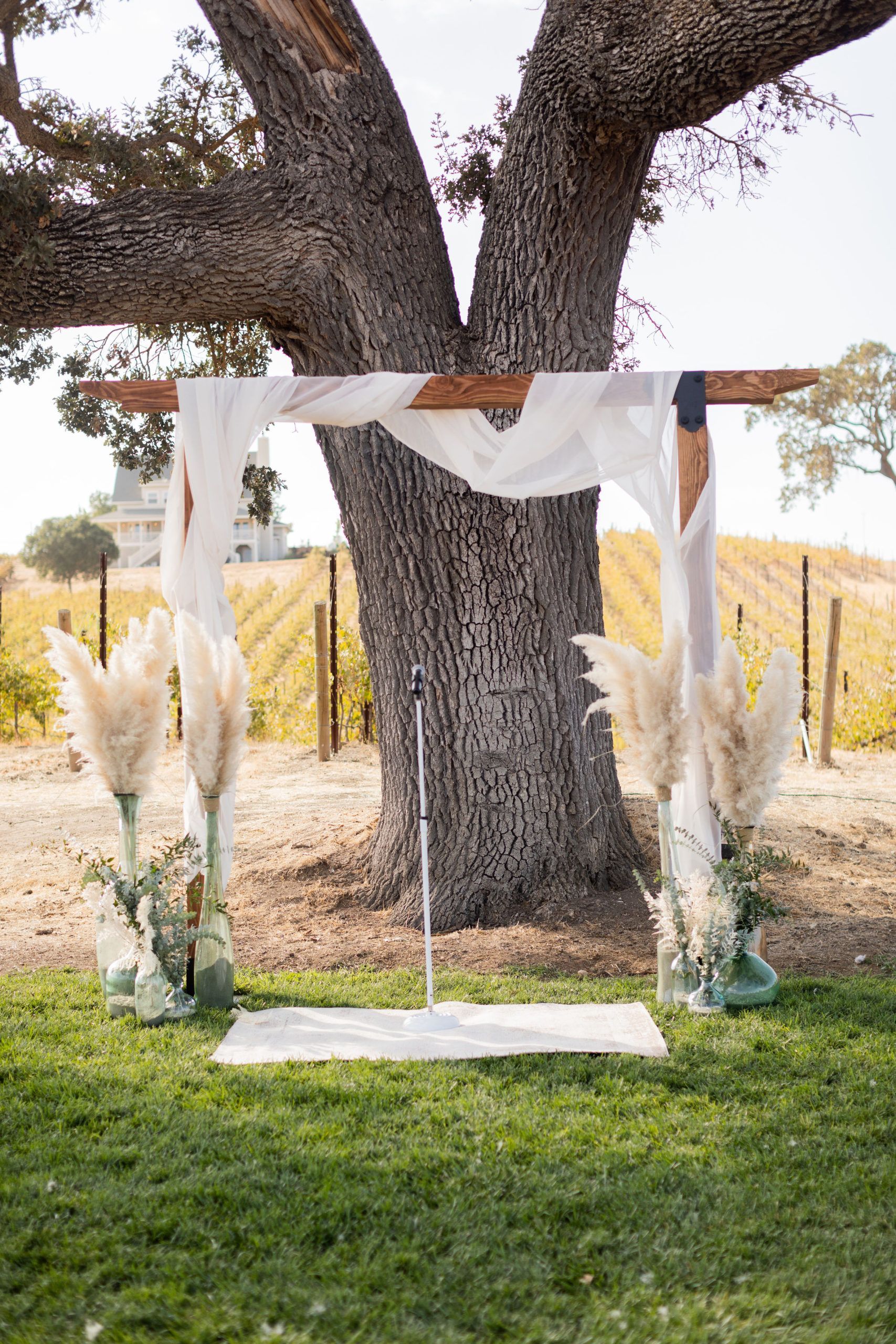 Wedding arch decorated with white fabric and pampas grass in front of a large tree and vineyard.
