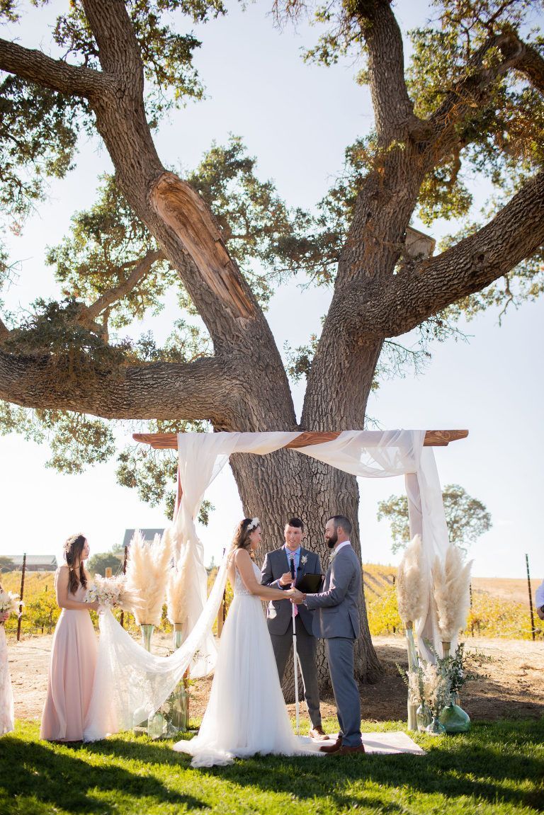 Wedding ceremony under a large tree. Couple holding hands near draped arch.