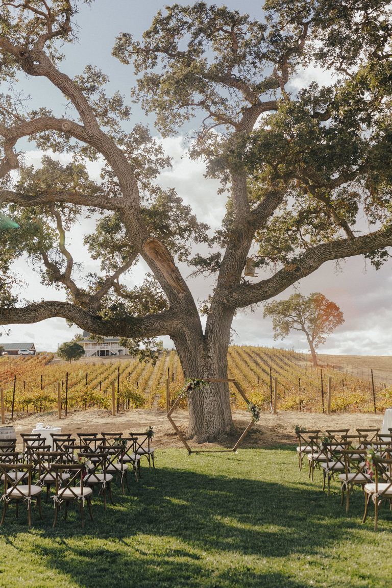 Wedding ceremony setting under large tree with vineyard backdrop and rows of chairs.