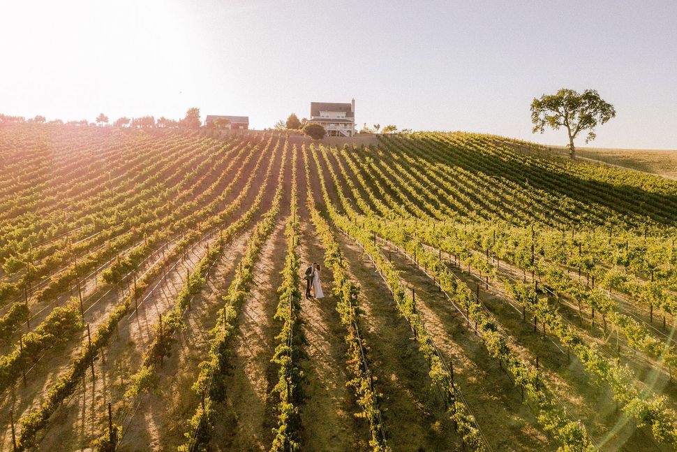 Vineyard with rows of grapevines leading to a distant house, a couple stands in the rows.