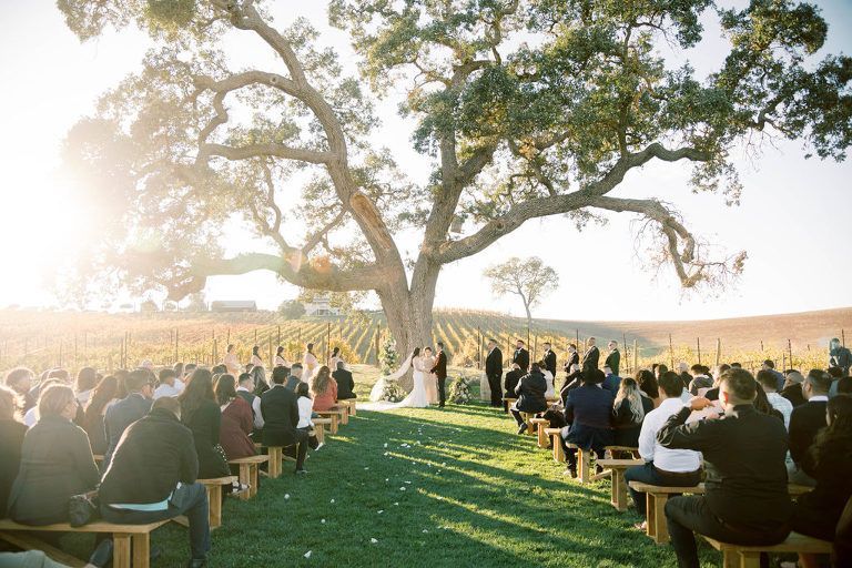 Wedding ceremony under a large tree in a vineyard, with guests seated on wooden benches.