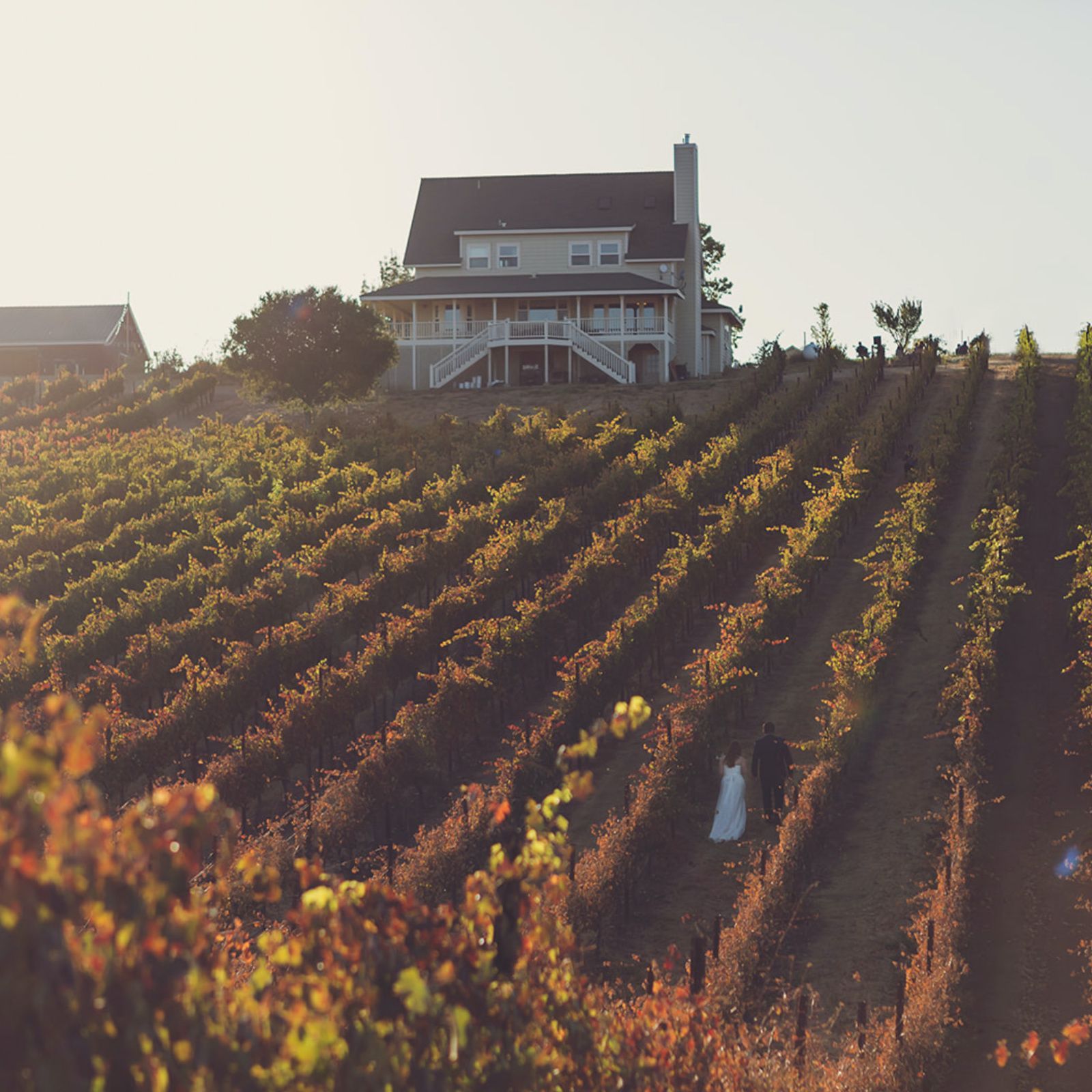 Vineyard with rows of grapevines leading to a house. A couple in formal wear walks through the rows.
