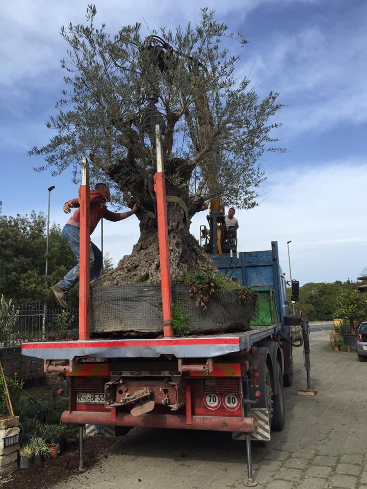 trasporto sicuro di un albero abbattuto su camion