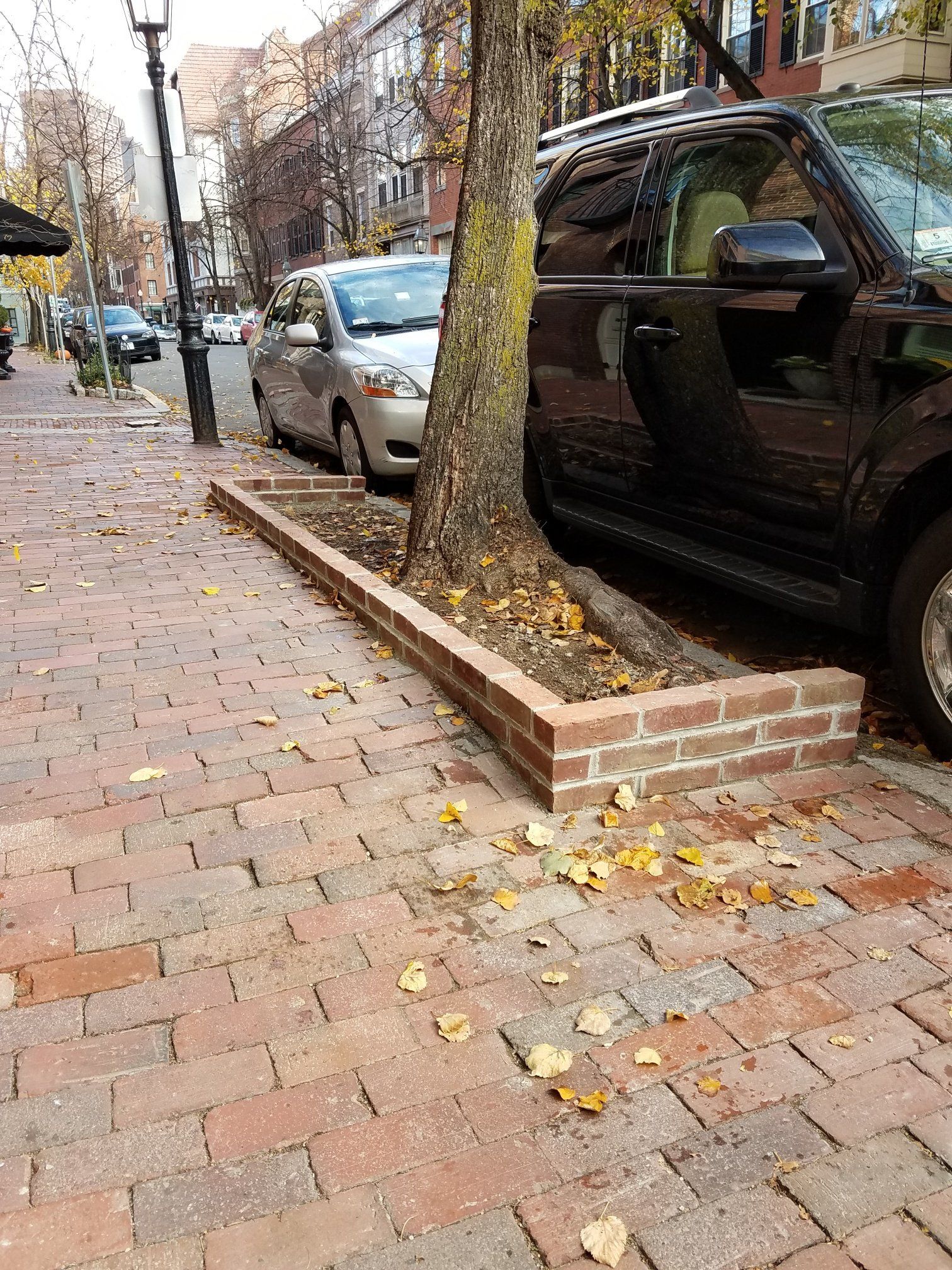 Tree in brick planter on a brick sidewalk next to parked cars in an urban setting.