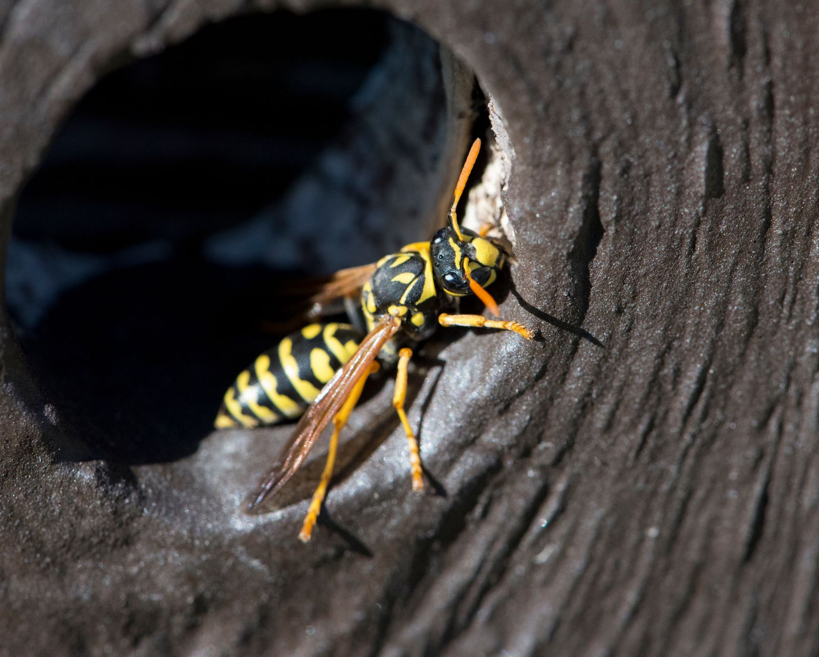 Yellow-and-black wasp emerging from a dark hole in rough bark