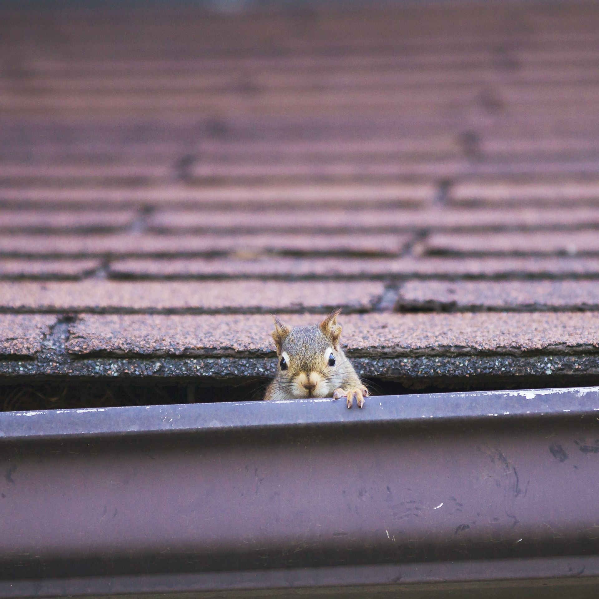 A small squirrel peeks over a roof edge, with brick shingles in the background.