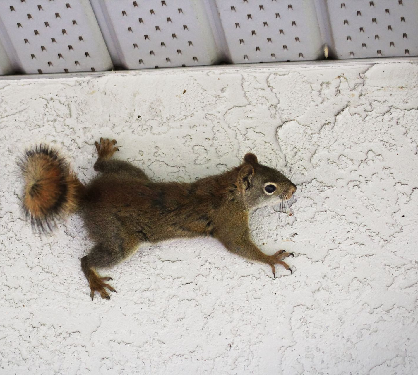 Squirrel clinging to a white textured wall near the ceiling, with its tail raised.