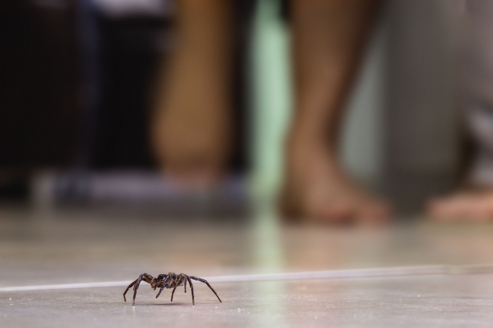 Spider on a floor with blurred legs in the background