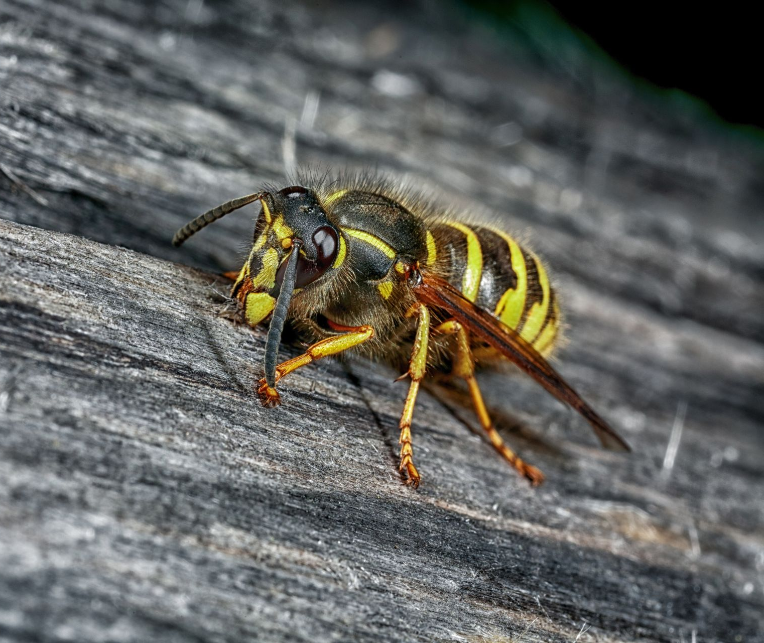 Yellow and black wasp on weathered wood, close-up side view