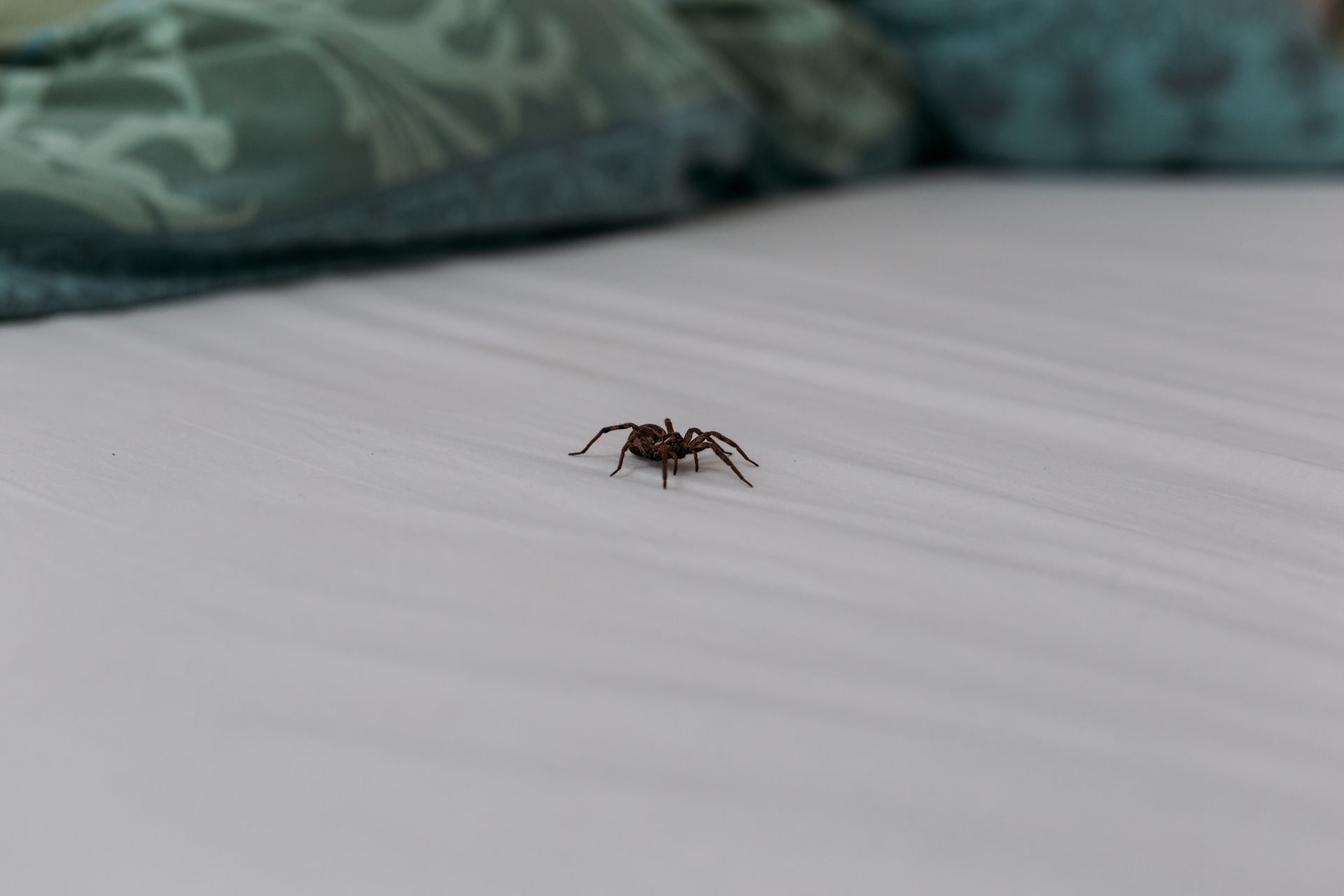 Small brown spider on a white bedsheet with a blurred pillow in the background