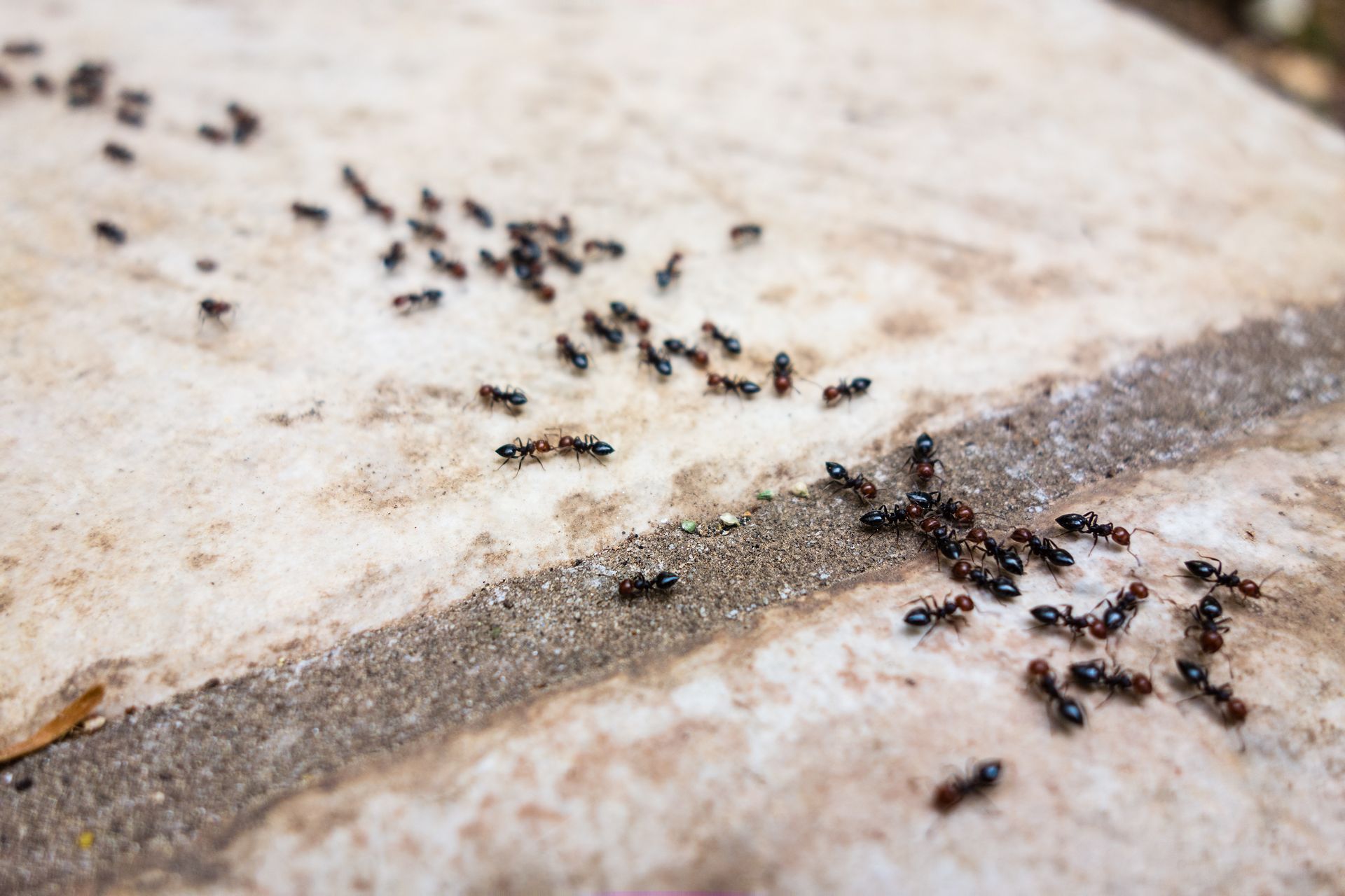 Black ants crawling across a pale stone surface and along a crack.