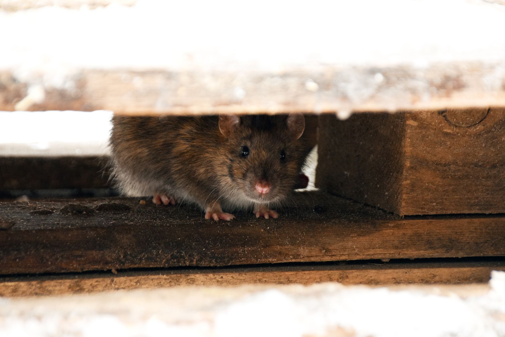 Brown mouse peeking from a crack under a wooden board