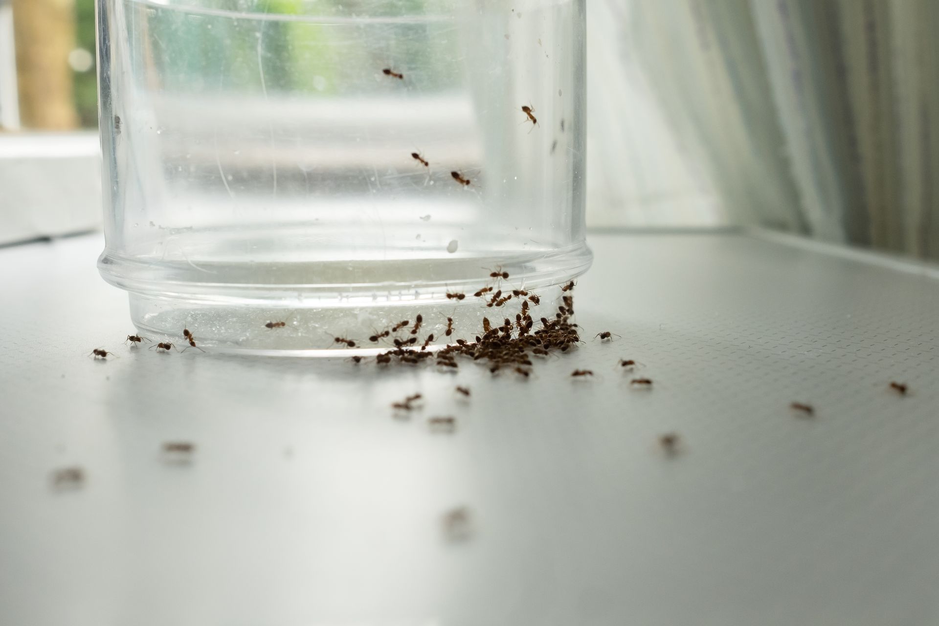 Small ants scattered around a clear glass on a white surface near a window