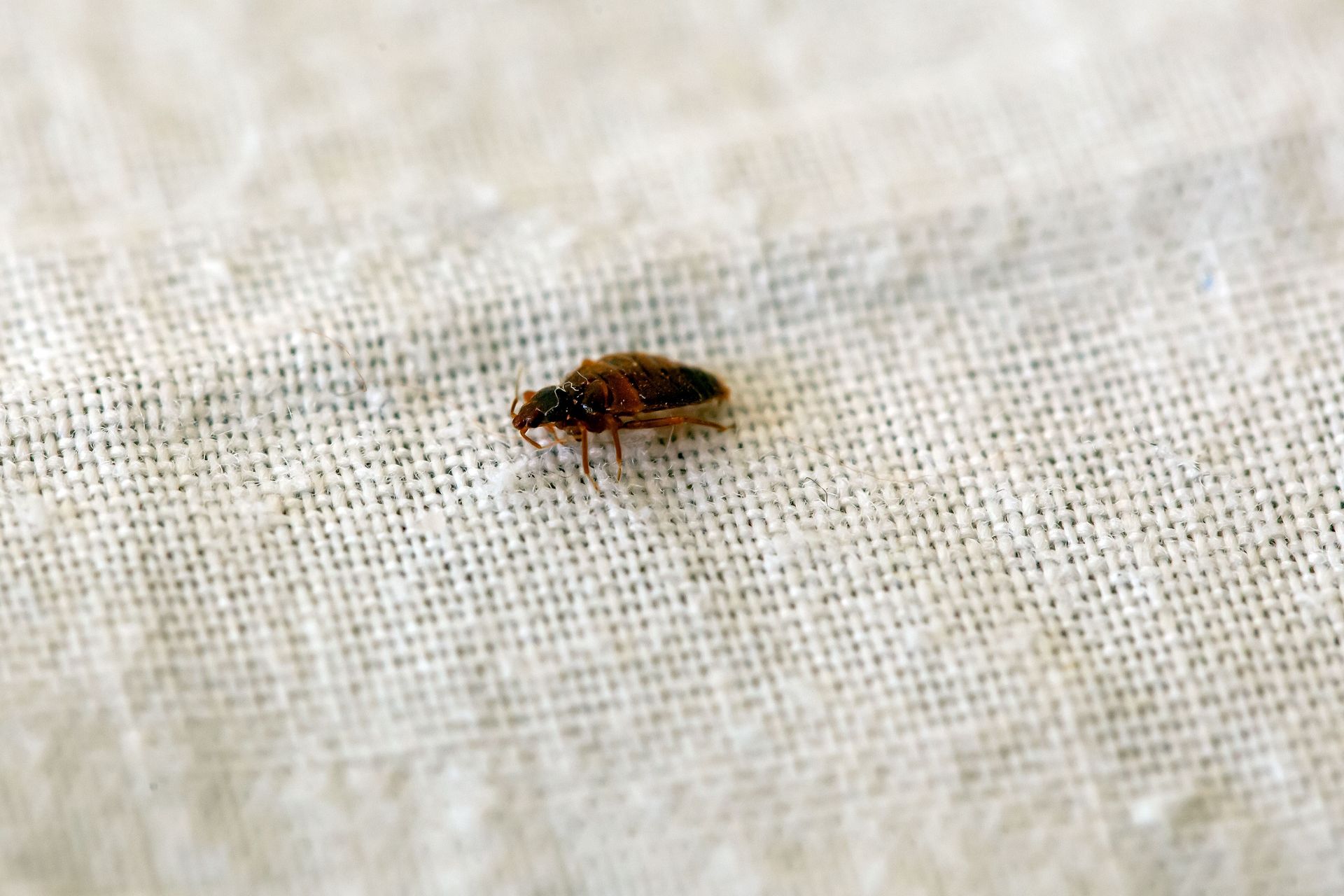 Small brown beetle crawling on a white woven fabric surface