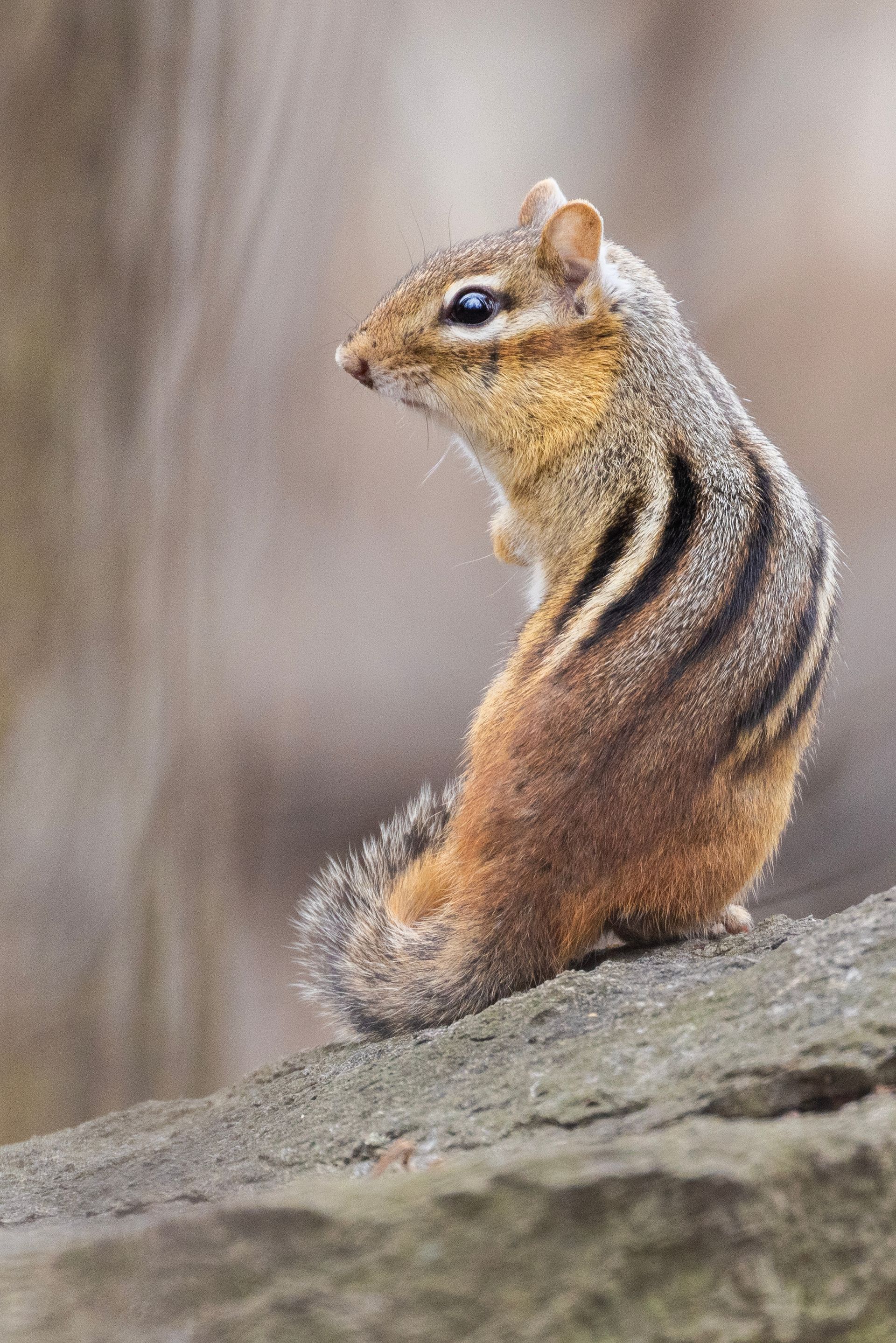 Chipmunk perched on a rock, facing left, with striped back and blurred natural background