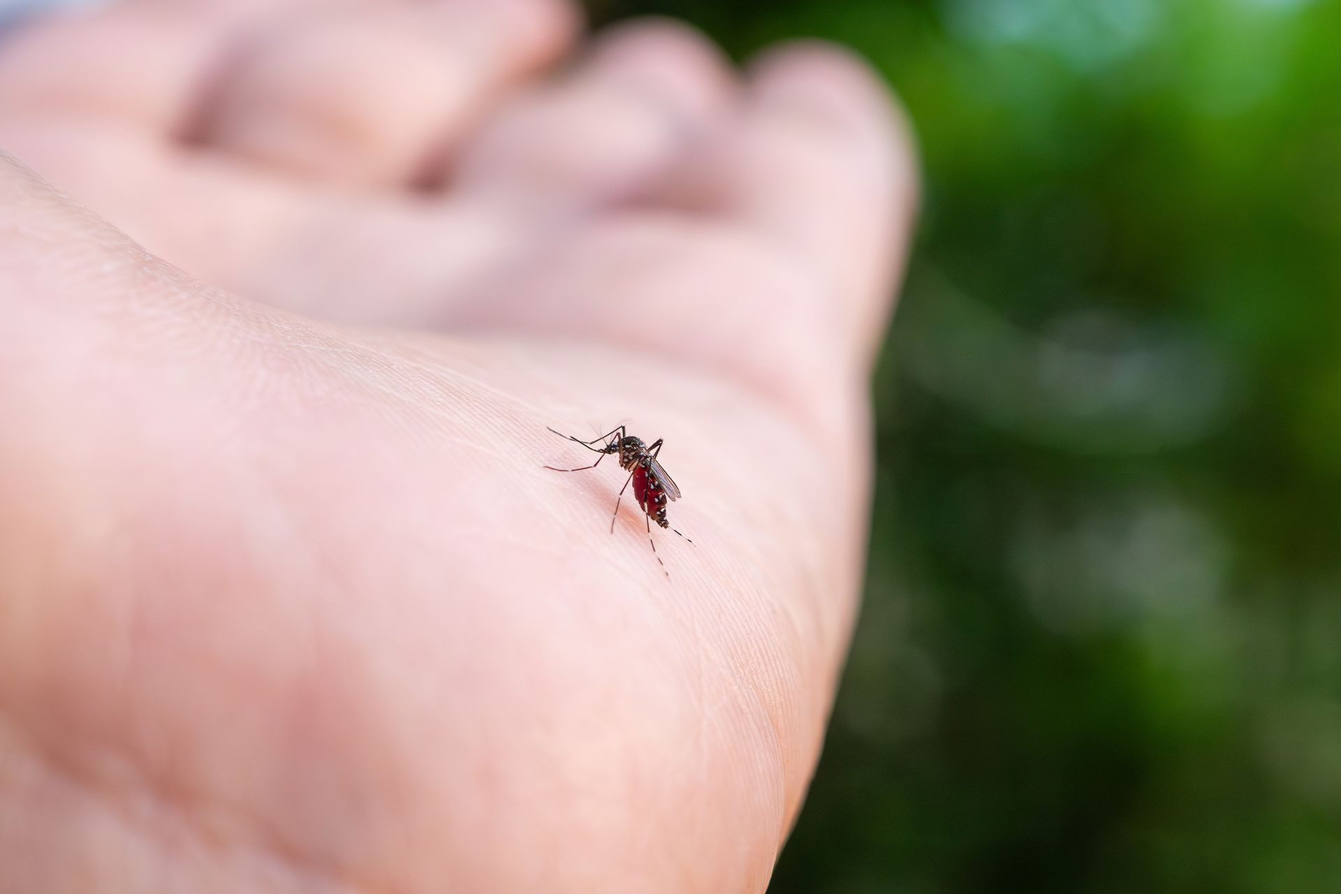Small mosquito resting on a person's palm with a blurred green background