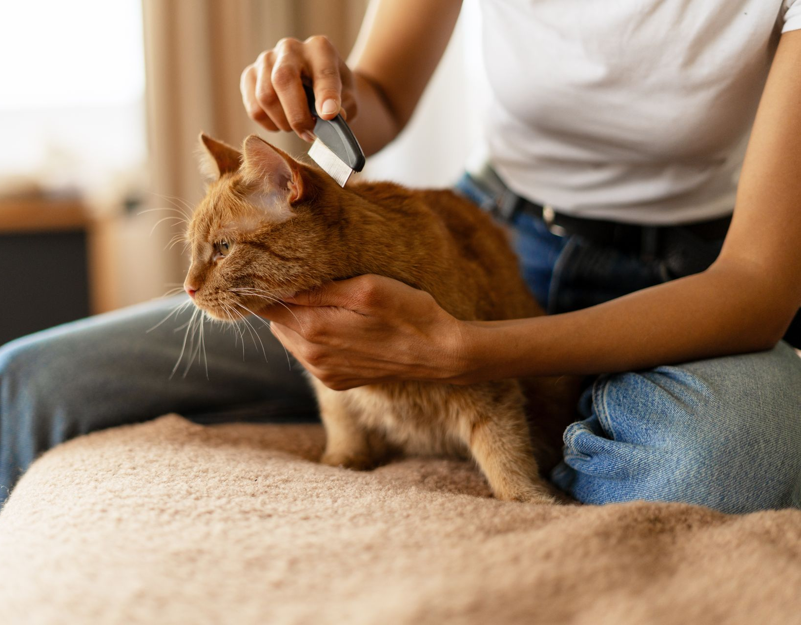 Person grooming an orange cat with a brush on a couch