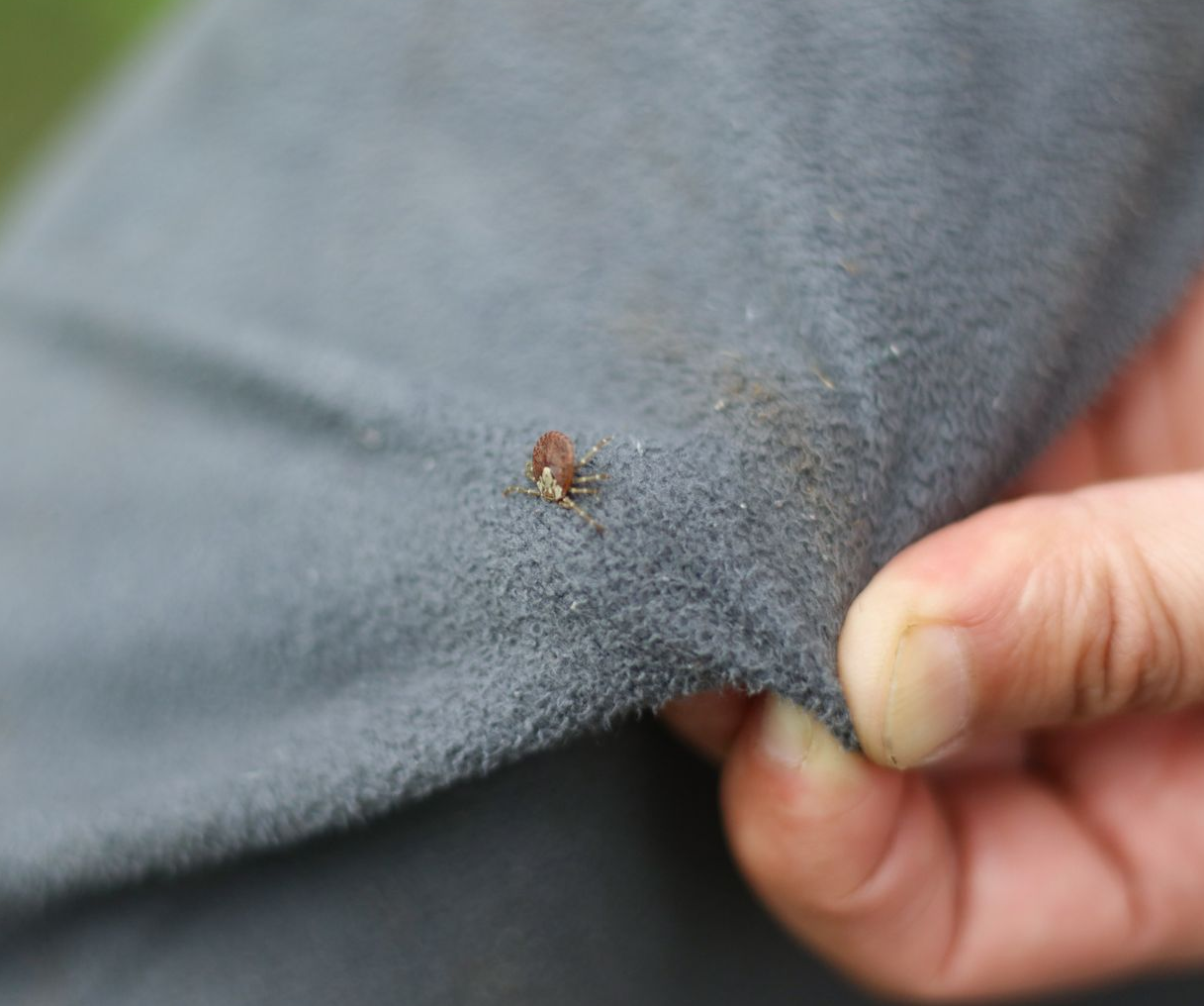 Small brown tick on gray fabric being held by a hand