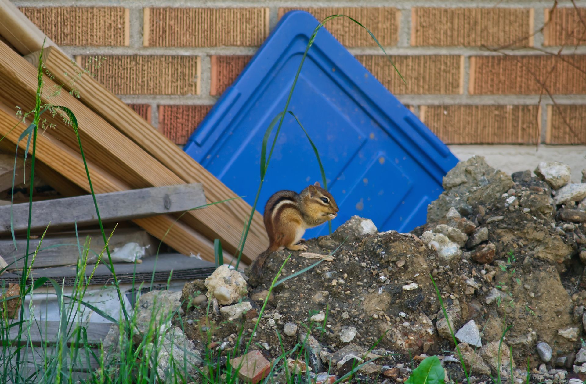 Chipmunk perched on a dirt mound beside a blue panel against a brick wall.