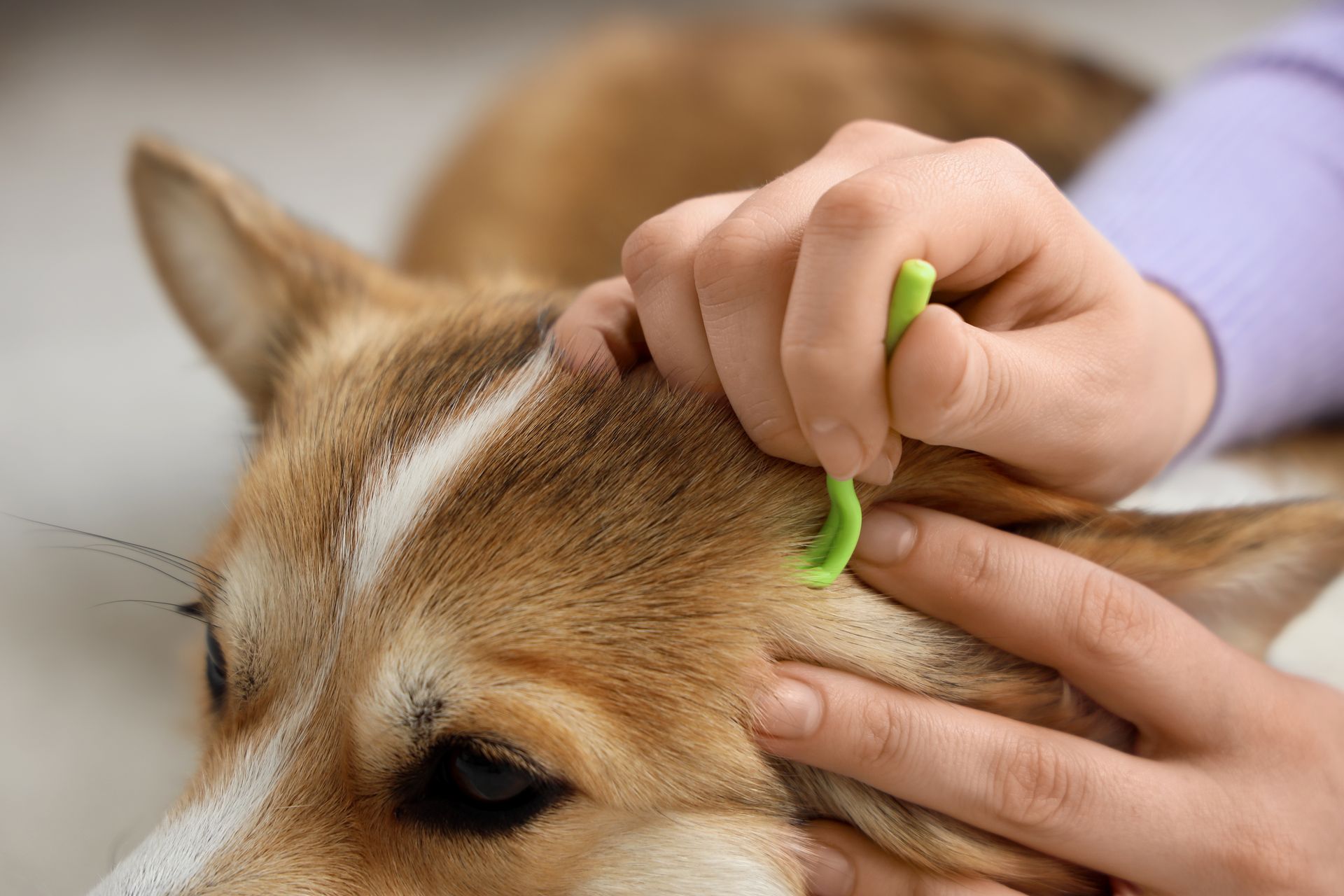 Hands grooming a tan dog with a green comb, close-up