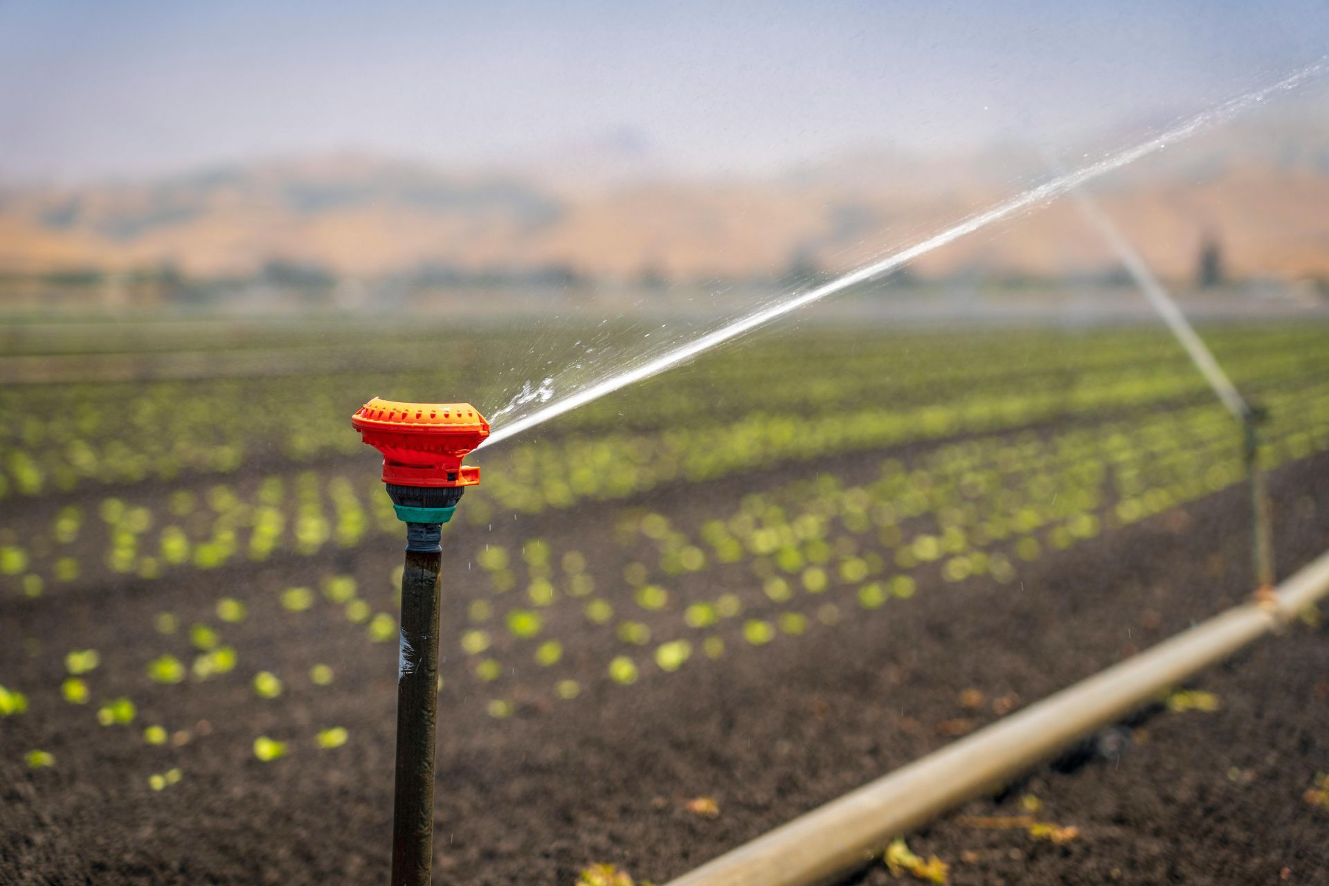 Sprinkler watering a crop field; water arcs through the air.