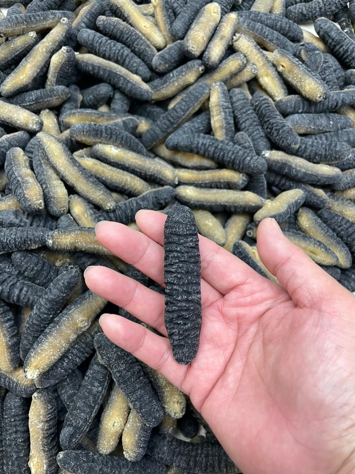 海參