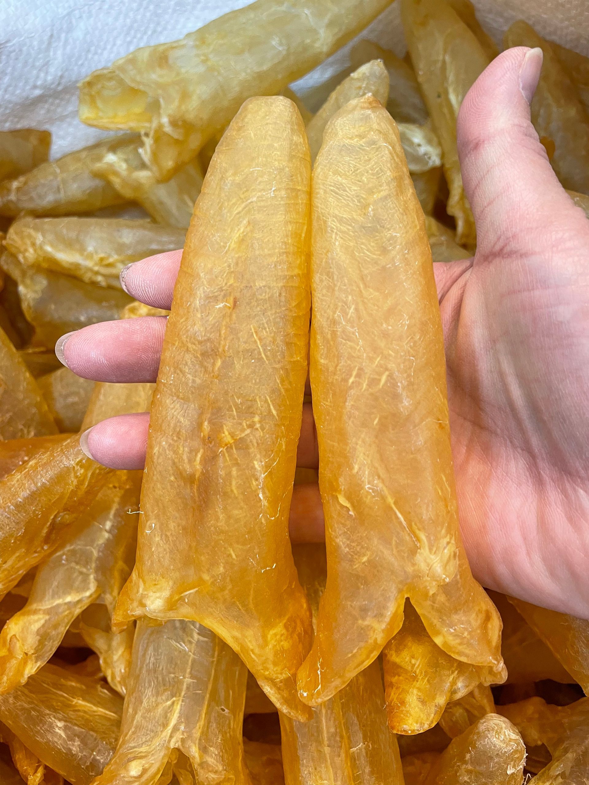 花膠筒