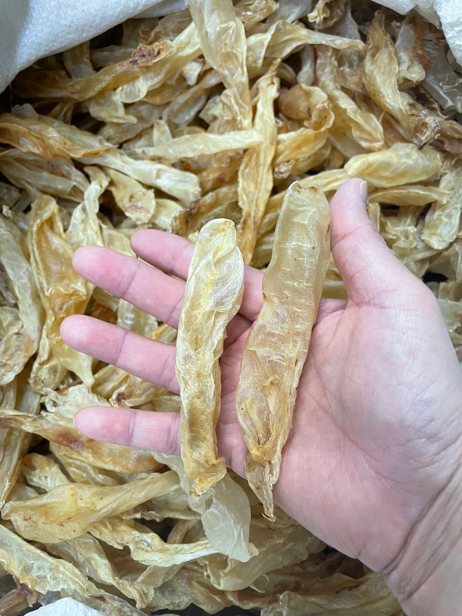 金龍BB花膠仔