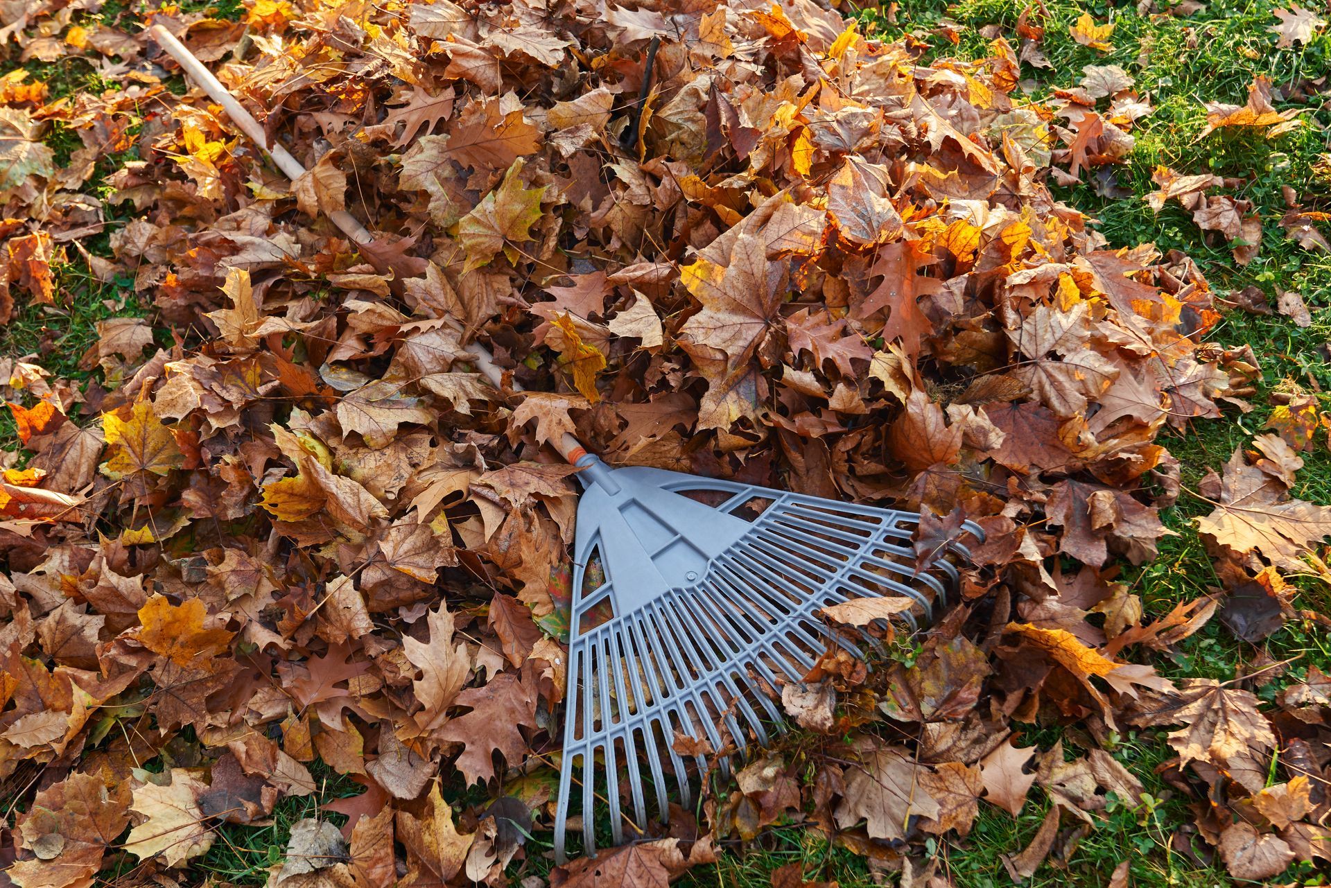 A rake covered in orange-brown autumn leaves on the ground