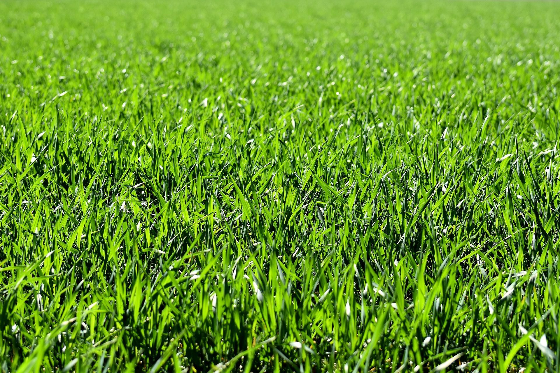 Close-up of lush green grass filling the frame, with sunlight glinting across the blades