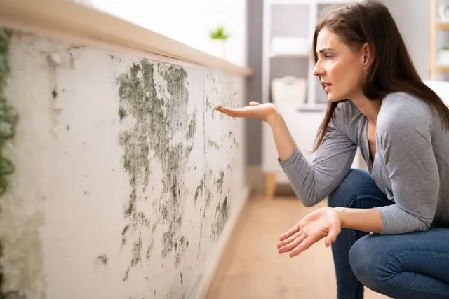 Reliable Mold Inspection Services in Baltimore
