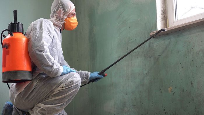 mold removal services in the Baltimore area
