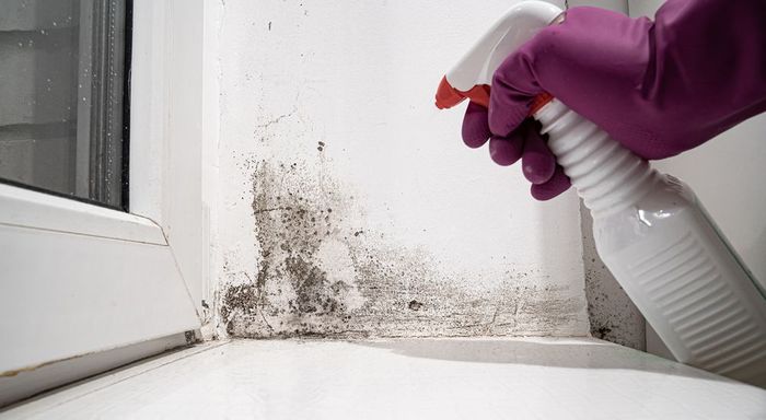 A person is spraying mold on a wall with a spray bottle.