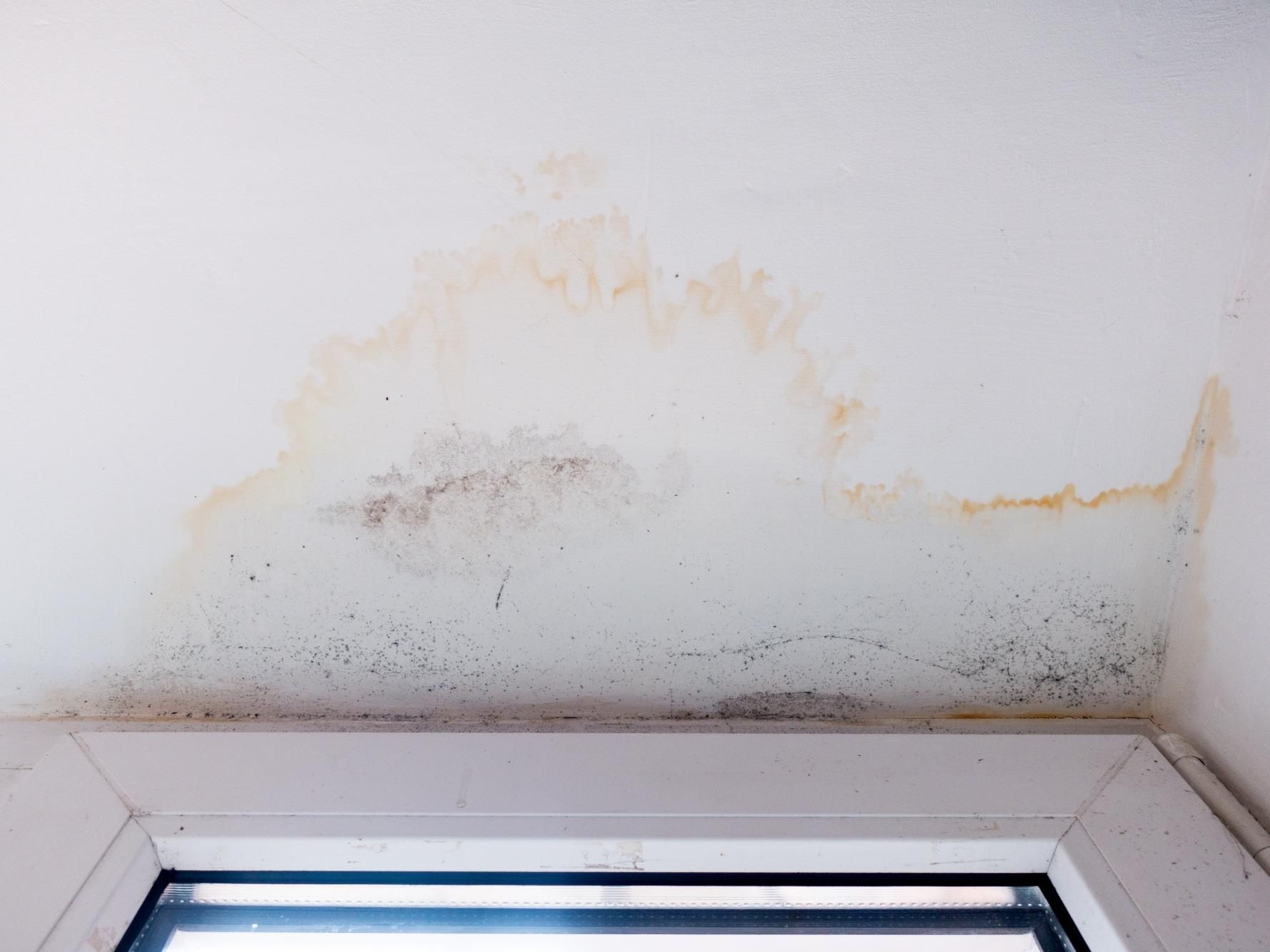 There is a window in the corner of the room with a ceiling that is covered in mold.