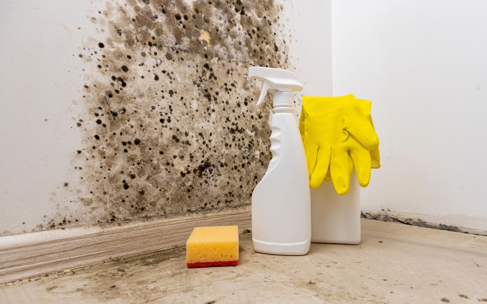A bottle of spray, a sponge, and yellow gloves are on the floor in front of a wall with mold.