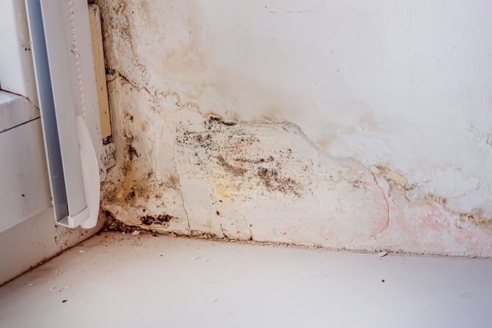 A corner of a wall with mold growing on it.