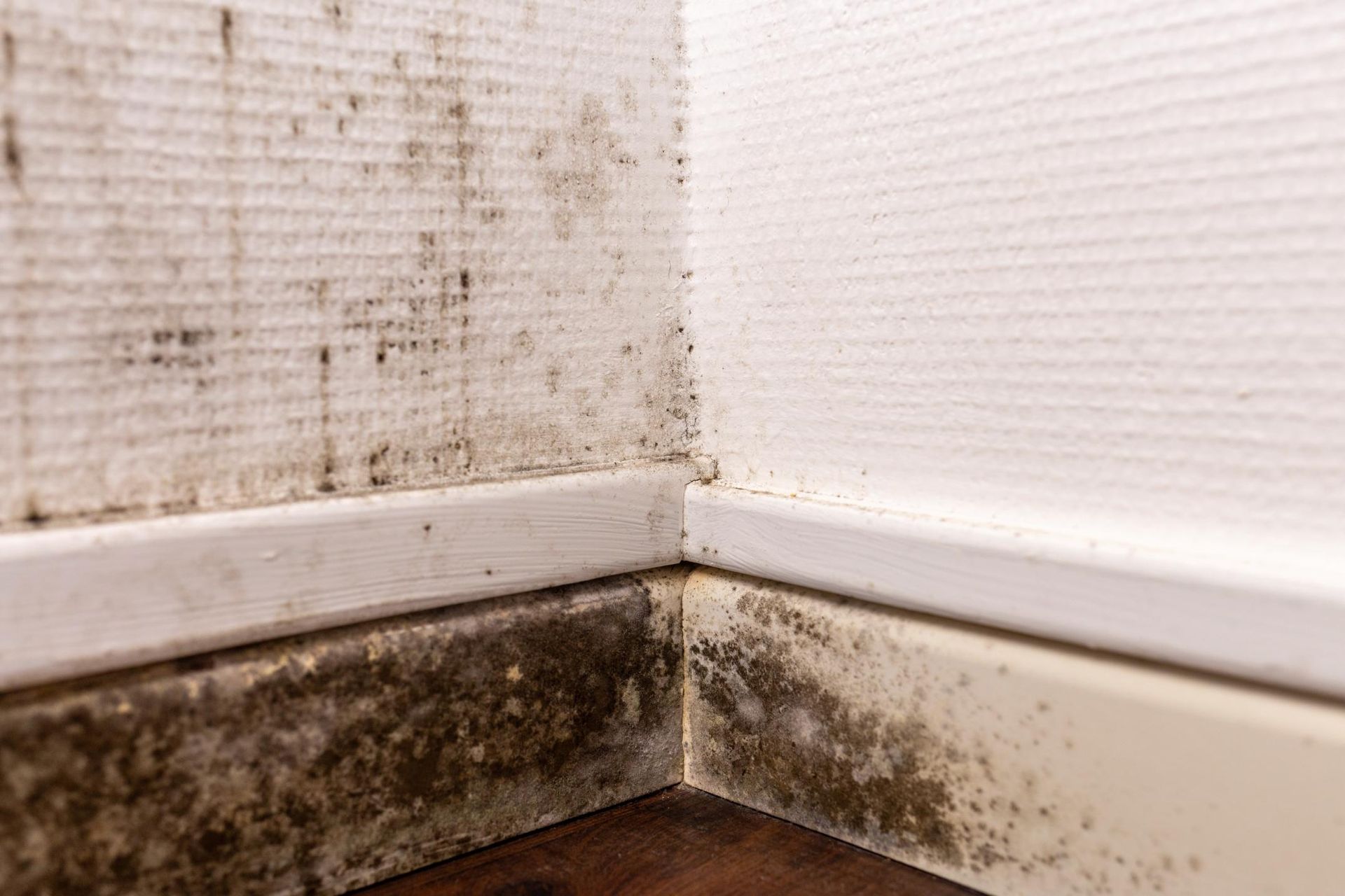 A corner of a room with mold on the wall and floor.