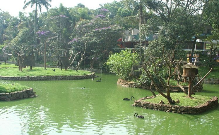 Um lago verde com pequenas ilhas gramadas, estruturas de nidificação e vários cisnes negros nadando em um ambiente exuberante, semelhante a um parque.