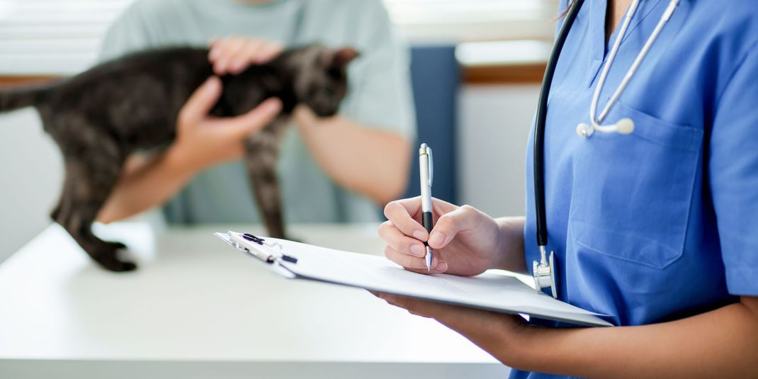 Servizio veterinario gatto presso la Clinica Veterinaria Animal Center a Brescia