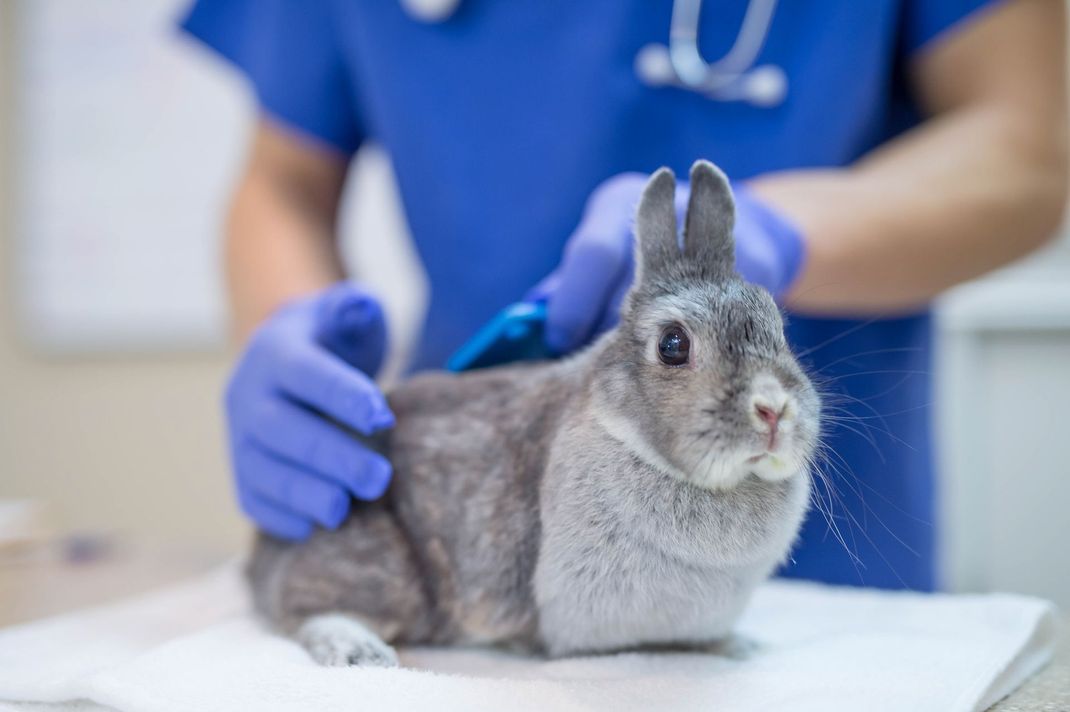Visita veterinaria coniglio nella clinica a Brescia e provincia