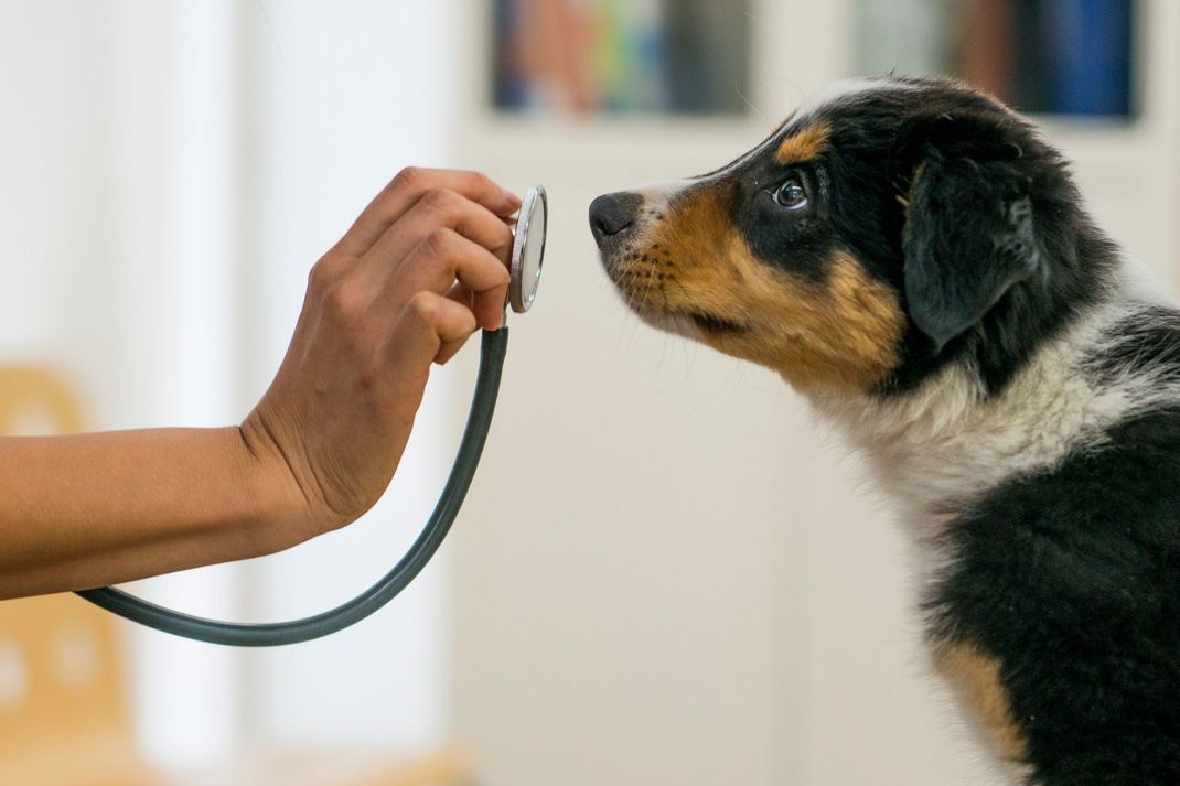 Visita veterinaria cane presso Clinica Animal Center